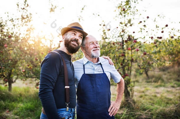 秋天, 一名老人和成年儿子手挽手站在苹果园.