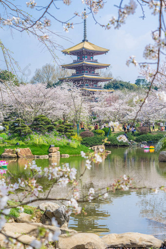 武汉樱花花园春天的风景图片