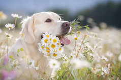 金毛猎犬在葱郁的高山草甸