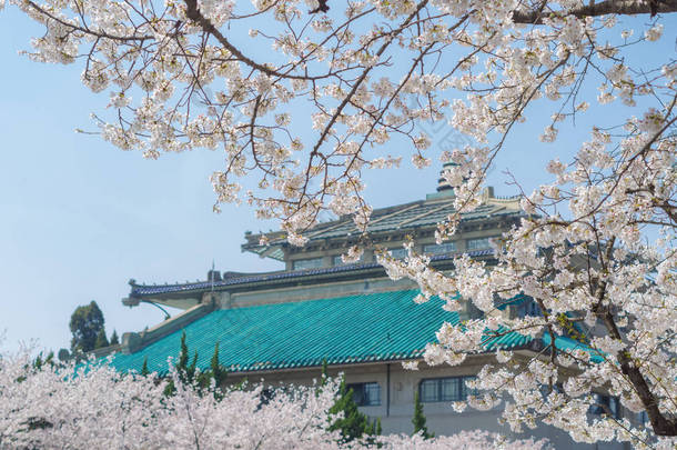 武汉樱花花园春天的风景