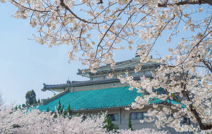 武汉樱花花园春天的风景