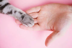 灰色条纹猫的爪子和人类的手在粉红色的背景上。男人和宠物的友谊的概念，关心动物。简约主义，从上往下，放在文字上.