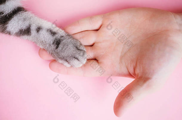 灰色条纹猫的爪子和人类的手在粉红色的背景上。男人和宠物的友谊的概念，关心动物。<strong>简约</strong>主义，从上往下，放在<strong>文字</strong>上.