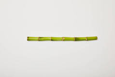 白色背景上的绿色竹茎的顶视图