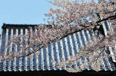 日本樱花花自然卡瓦拉屋顶房子背景