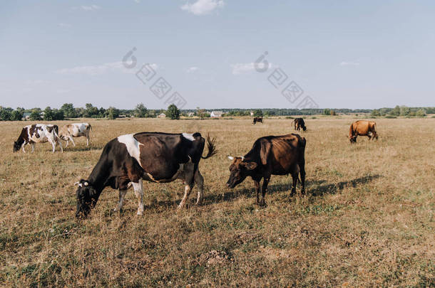 草原放牧奶牛的景观观 
