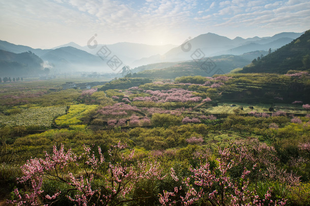 广东省韶关区大口地区的农村<strong>景观</strong>- -桃花