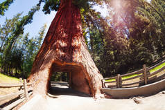 与隧道的老红杉树