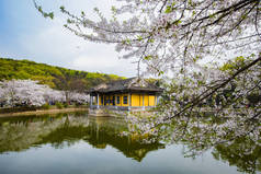 无锡太湖环湖风景区，美丽浪漫的樱花盛开，是无锡最美的春天。欢图珠带给你最浪漫的季节.