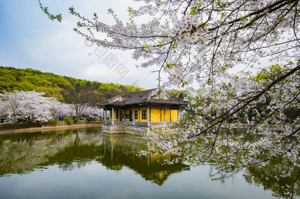 无锡太湖环湖风景区，美丽<strong>浪漫</strong>的樱花盛开，是无锡最美的春天。欢图珠带给你最<strong>浪漫</strong>的季节.