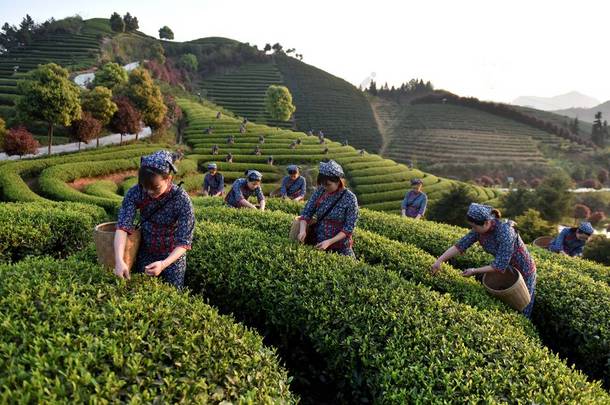 中国农民<strong>在</strong>清明节或清明节前的茶园收获茶叶生产明千 (<strong>字</strong>面意思是 