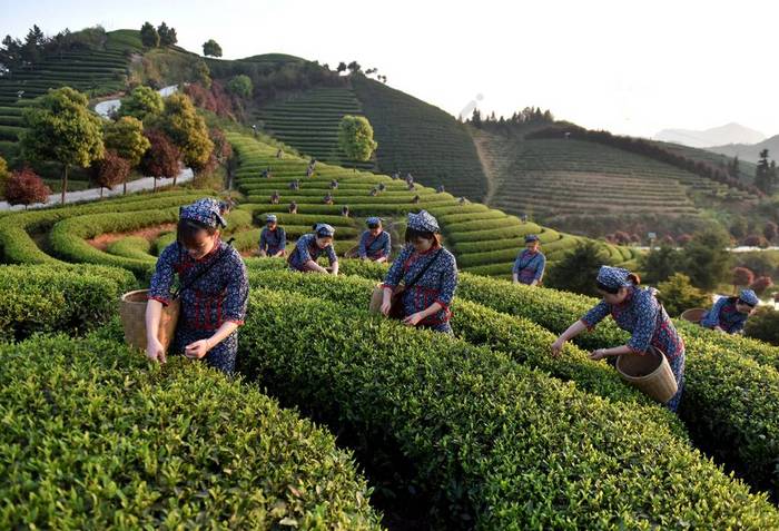 中国农民在清明节或清明节前的茶园收获茶叶生产明千 (字面意思是 "清明前") 茶, 2017年4月1日在浙江省东金华市武义县举行