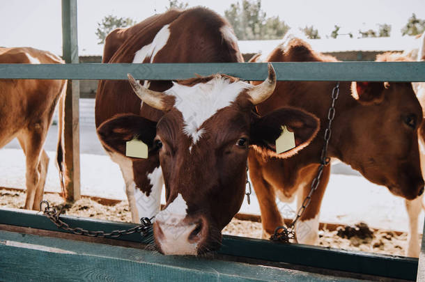 在农场里站在马厩里的褐色家养奶牛