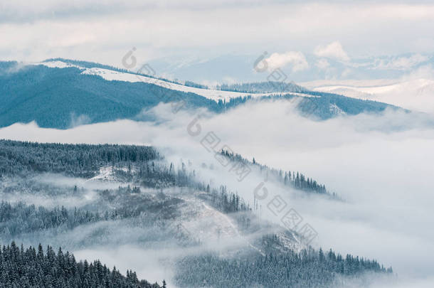 白色蓬松的云彩覆盖着松树的雪山风景