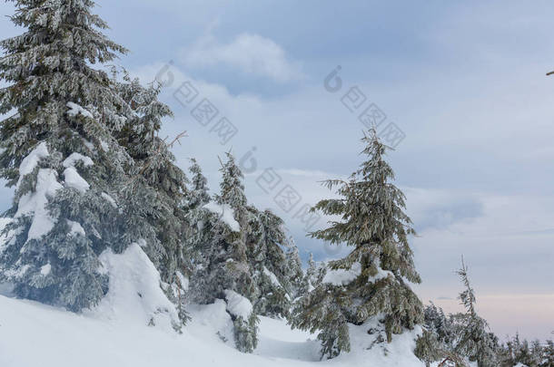 冬季白雪覆盖的森林