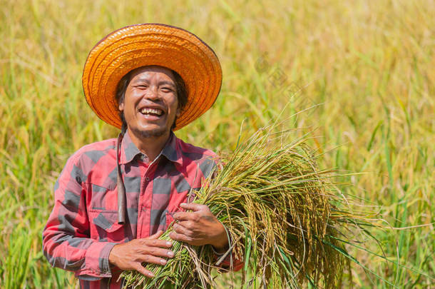快乐的农夫抱着米, 在炎热的<strong>阳光</strong>下看着稻田里的相机.