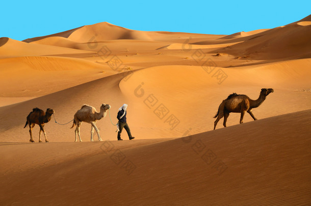 三个骆驼