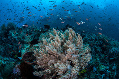 小的珊瑚礁鱼类群珊瑚礁