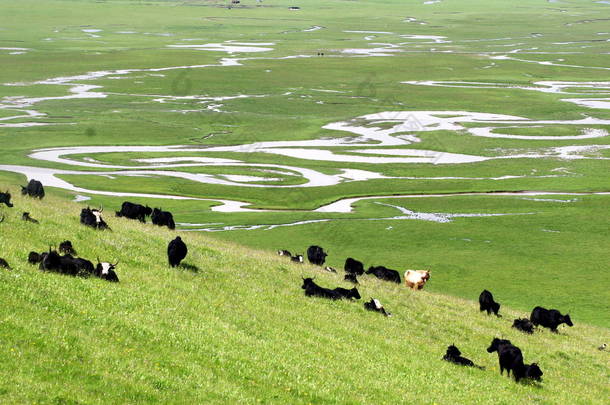 2009年7月21日，在甘肃省西北甘南<strong>藏族</strong>自治州麻曲县的沼泽地上，看到雅克人在吃草