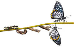 常见的 Mime (凤蝶 clytia) 蝴蝶的生命周期