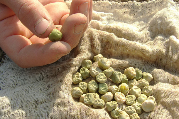 手用豌豆种子