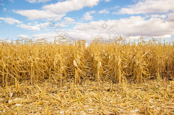 农业领域与 cornagricultural 领域与玉米, 收获。黄色字段.