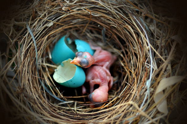 鸟的巢蛋