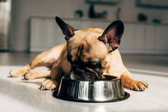 可爱和饥饿的法国斗牛犬躺在家里看碗