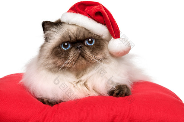 可爱的圣诞波斯 colourpoint 猫咪圣诞老人的帽子