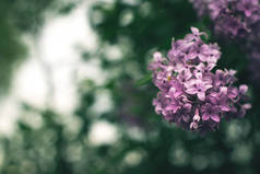 具有模糊背景的树枝上盛开紫丁香.
