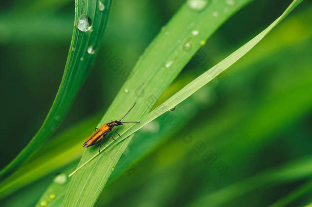小甲虫Cerambycidae在生动闪亮的绿草与露珠<strong>特写</strong>复制空间。纯净，宜人，漂亮的绿色植物，阳光在阳光下的雨滴在宏观。雨天的绿色植物.