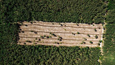 非法砍伐森林，空森林角空中摄影与无人机
