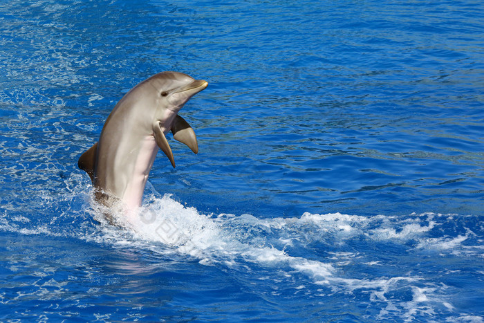 在室外水族馆海豚展览