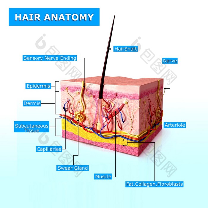 名称与头发解剖插图