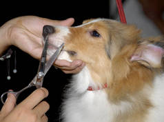 2007年7月14日，在中国西南部贵州省贵阳市举行的2007首届中国（贵阳）国际狗展上，一位理发师为一只狗剪头发