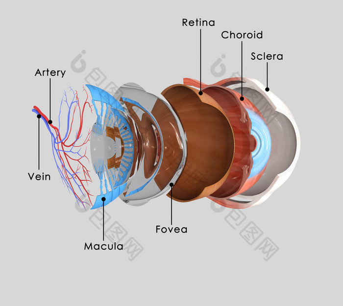 眼睛层解剖