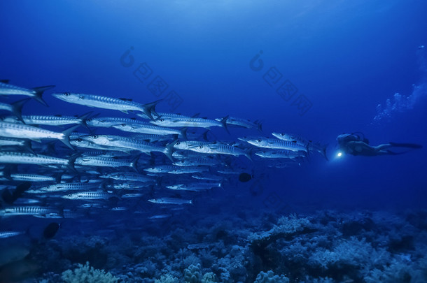 苏丹、 红海、 五颜六色的照片、 sanghaneb 礁、 <strong>梭鱼</strong>学校 （为魣<strong>梭鱼</strong>） 和一名潜水员