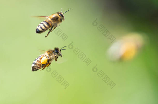 蜂蜜蜜蜂特写 