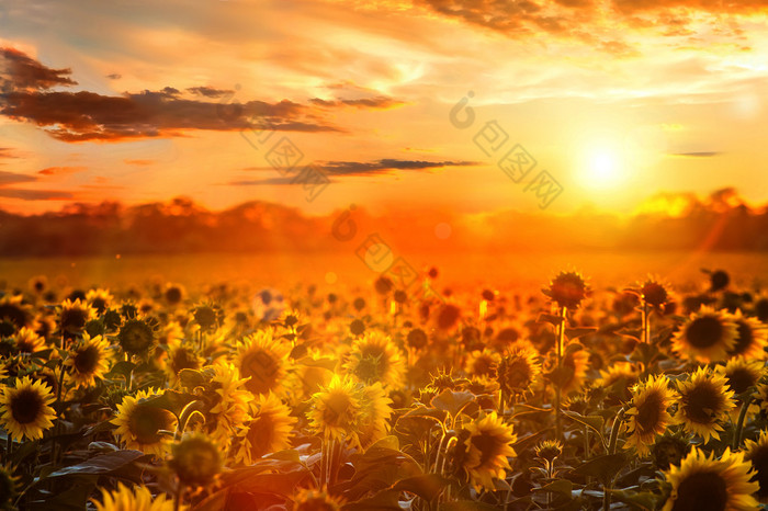 夏季风景：向日葵地的美丽落日