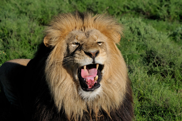 喀拉哈里沙漠的狮子、 <strong>中</strong>药利奥，在阿多大象国家看齐