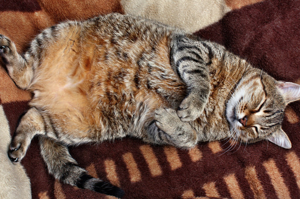  巨大脂肪填充只猫在睡觉