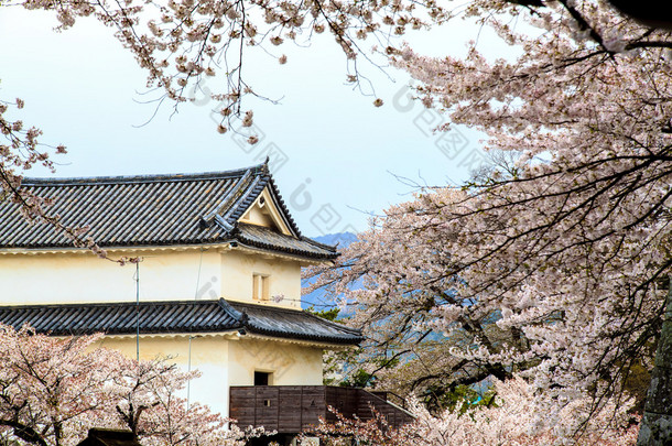 在日本京都的<strong>樱花</strong>季<strong>节</strong>