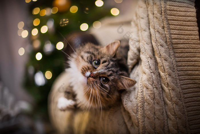 狸花猫戏剧、 爪子、 假日