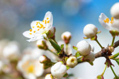 春天盛开的白色春天花朵