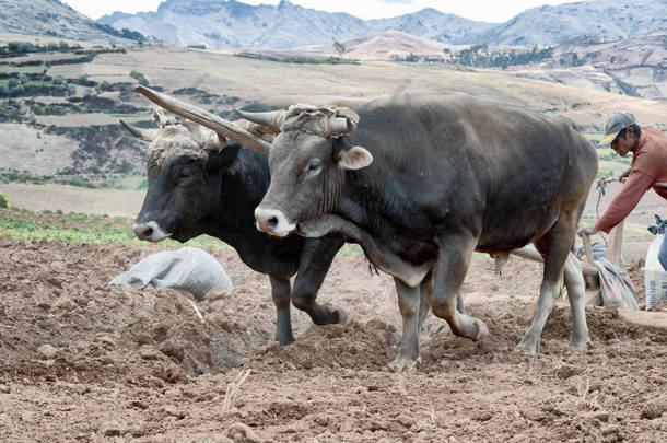 两头牛犁在乌鲁班巴河谷土地的近视图