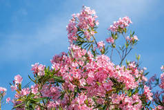 美丽的粉红色夹竹桃夹竹桃花上灿烂夏日