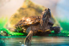 红耳的龟-龟在水族馆