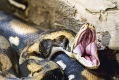 打开嘴蟒蛇蛇接近射击在动物园里.