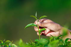 手在花园里采摘茶叶顶部干燥，模糊，软硬集中，有选择的焦点.