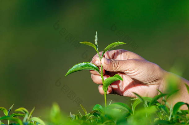 手在花园里<strong>采摘</strong>茶叶顶部干燥，模糊，软硬集中，有选择的焦点.